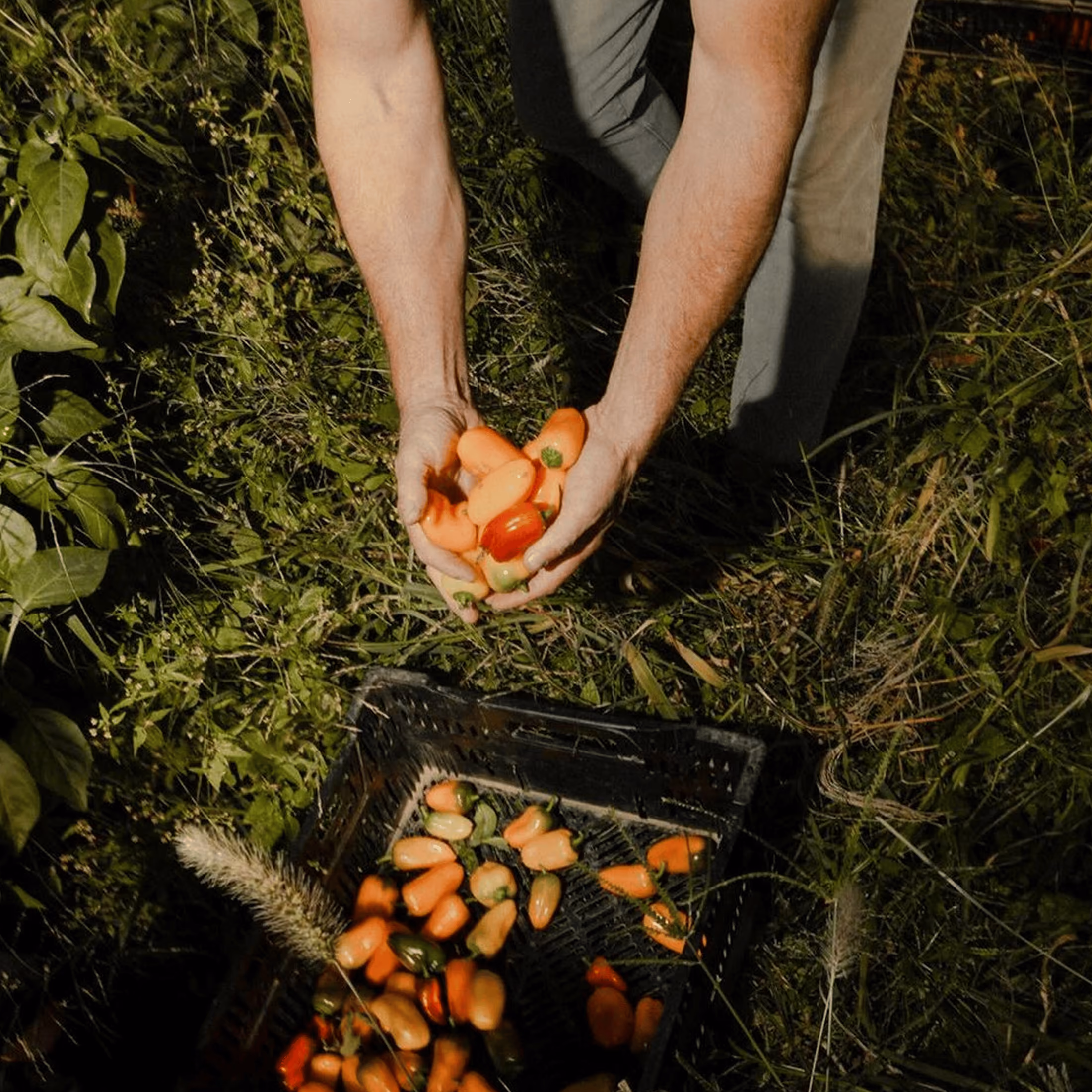 Hands holding freshly picked peppers above a harvest crate in a field