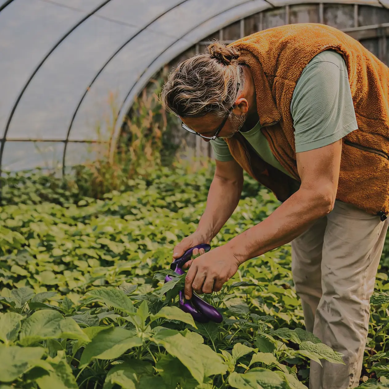 Farmer harvesting eggplants by hand in a greenhouse