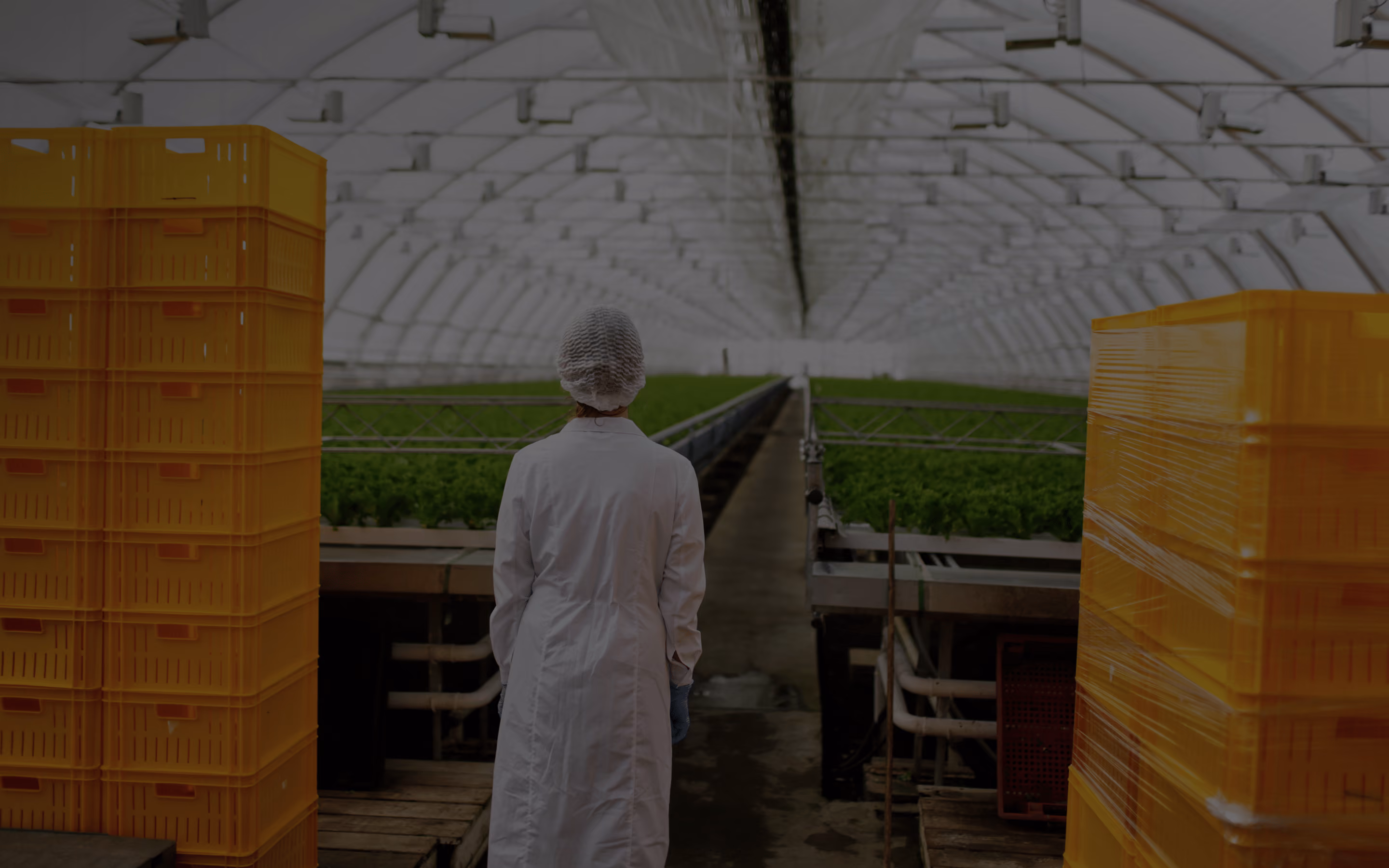 Worker in a hairnet and coat walking through rows of greens in a greenhouse, beside stacked yellow crates