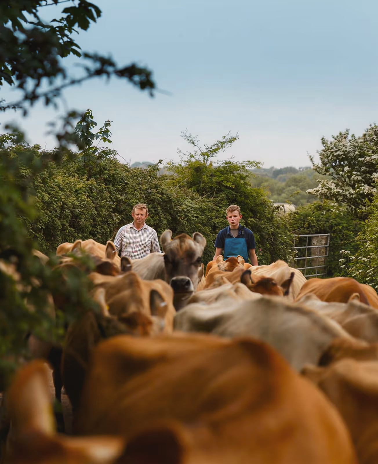 Father and son herding cattle down a tree-lined country lane