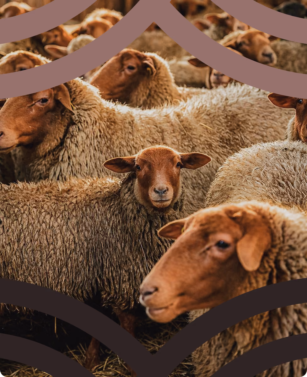 Flock of sheep gathered together in a barn