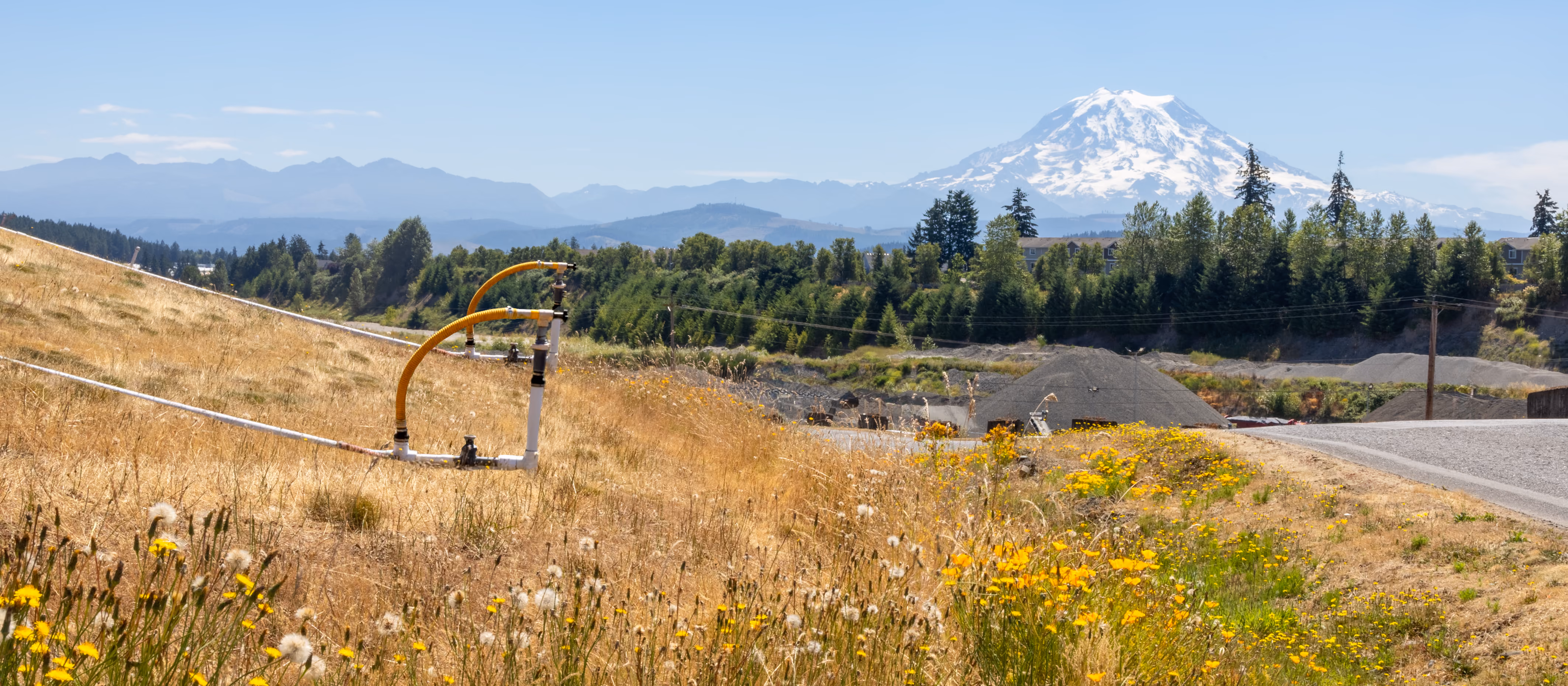 Dry grassy hillside with yellow wildflowers, irrigation pipes, and a snow-capped mountain in the background.