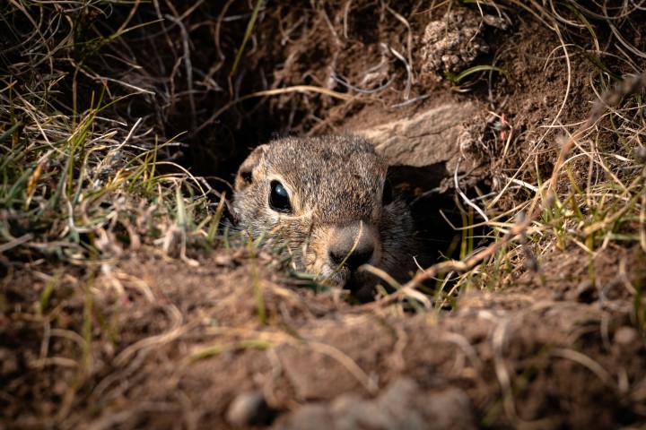 A small brown squirrel peeking from its hole in the earth surrounded by grass and dirt.