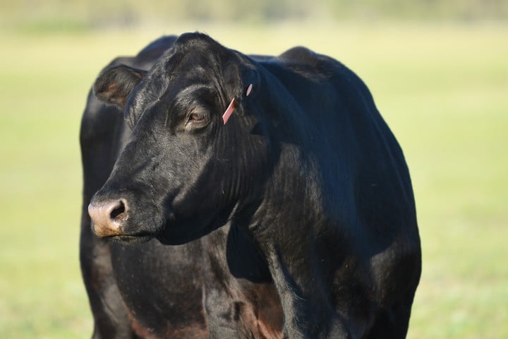 Close-up of a black cow with an ear tag standing in a sunlit grassy field.