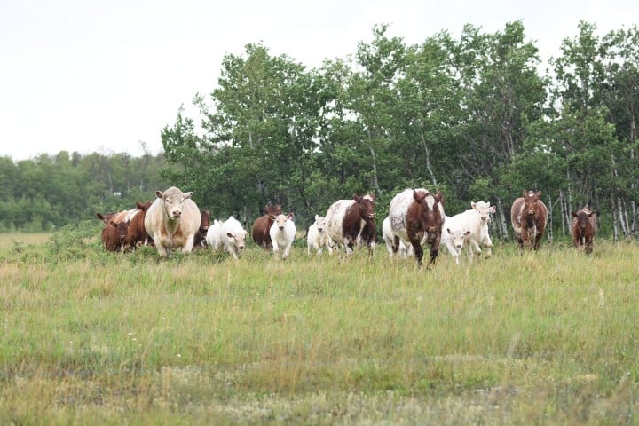 Herd of cows with calves walking on green grass with trees in the background.