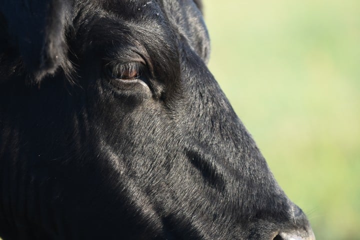 Close-up side view of a black cow's head with a soft green background.