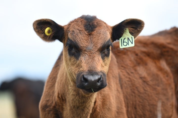 Close-up of a brown calf with ear tags numbered 16N and a yellow ring in each ear.