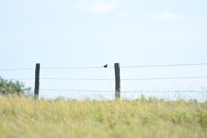 A small bird perched on barbed wire fence posts above a grassy field under a pale blue sky.