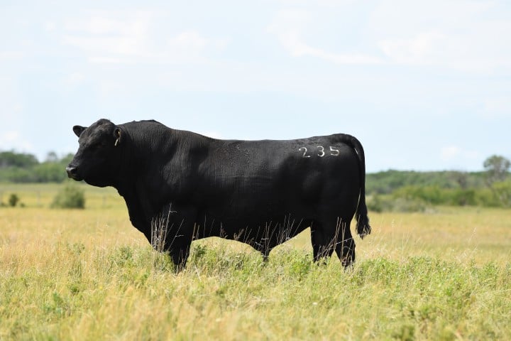 Black bull standing in a grassy field with the number 235 branded on its side.