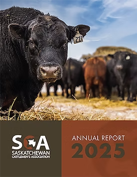 Close-up of black cow with ear tag in a group, cover of Saskatchewan Cattlemen's Association 2025 report.