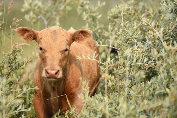 Young brown calf standing amid green foliage in a natural outdoor setting.