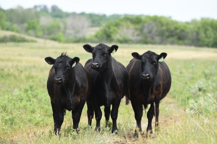 Three black cows standing side by side in a grassy field with trees in the background.