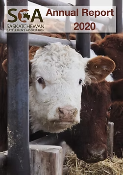 White-faced cow and brown cow behind metal fence with Saskatchewan Cattlemen's Association logo and 2020 report text.