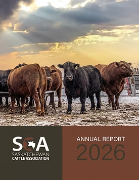 A group of cattle standing outdoors at sunset above the Saskatchewan Cattle Association 2026 annual report cover.