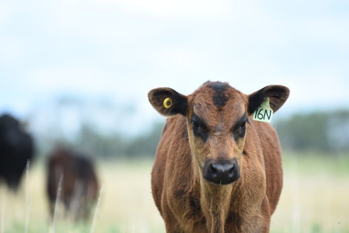 Young brown calf with ear tags standing in a grassy field with blurred background.