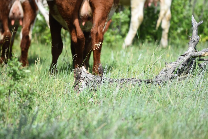 Close-up of a fallen log with a small brown bird perched on it in grassy field with grazing cows in the background.