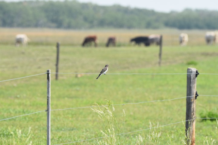 Small bird perched on a wire fence in a green field with blurred cows in the background.
