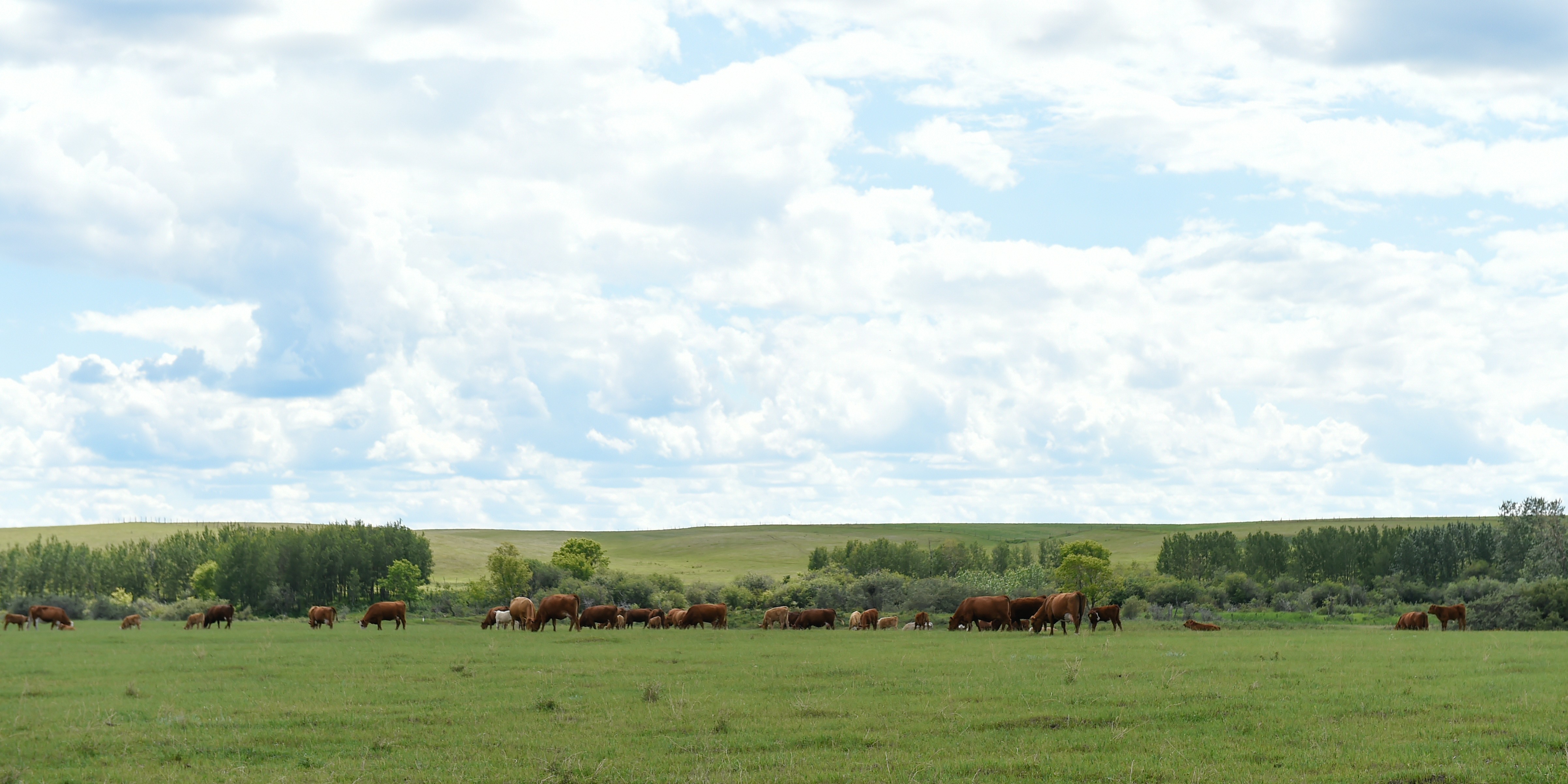 A herd of cattle grazing on a green grassy field under a cloudy blue sky with distant trees.