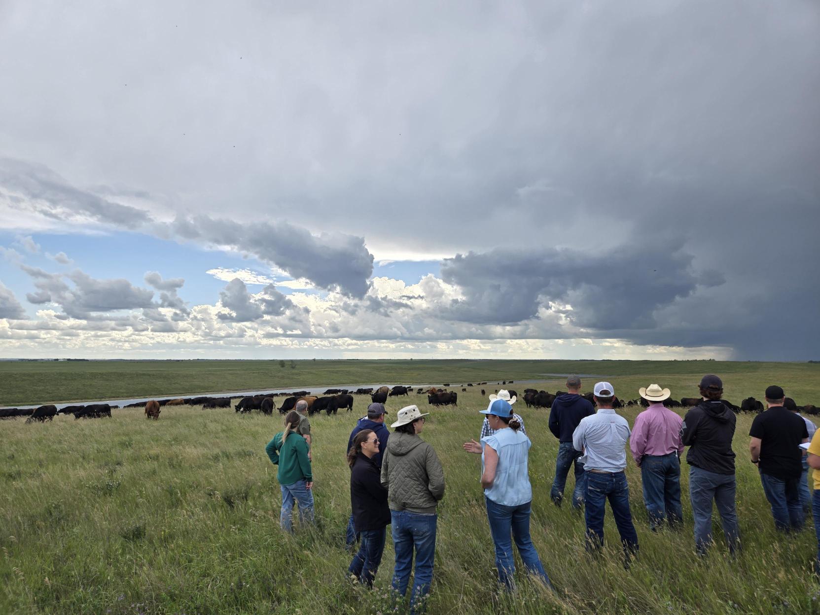 Group of people observing cattle grazing on a green pasture under cloudy sky.