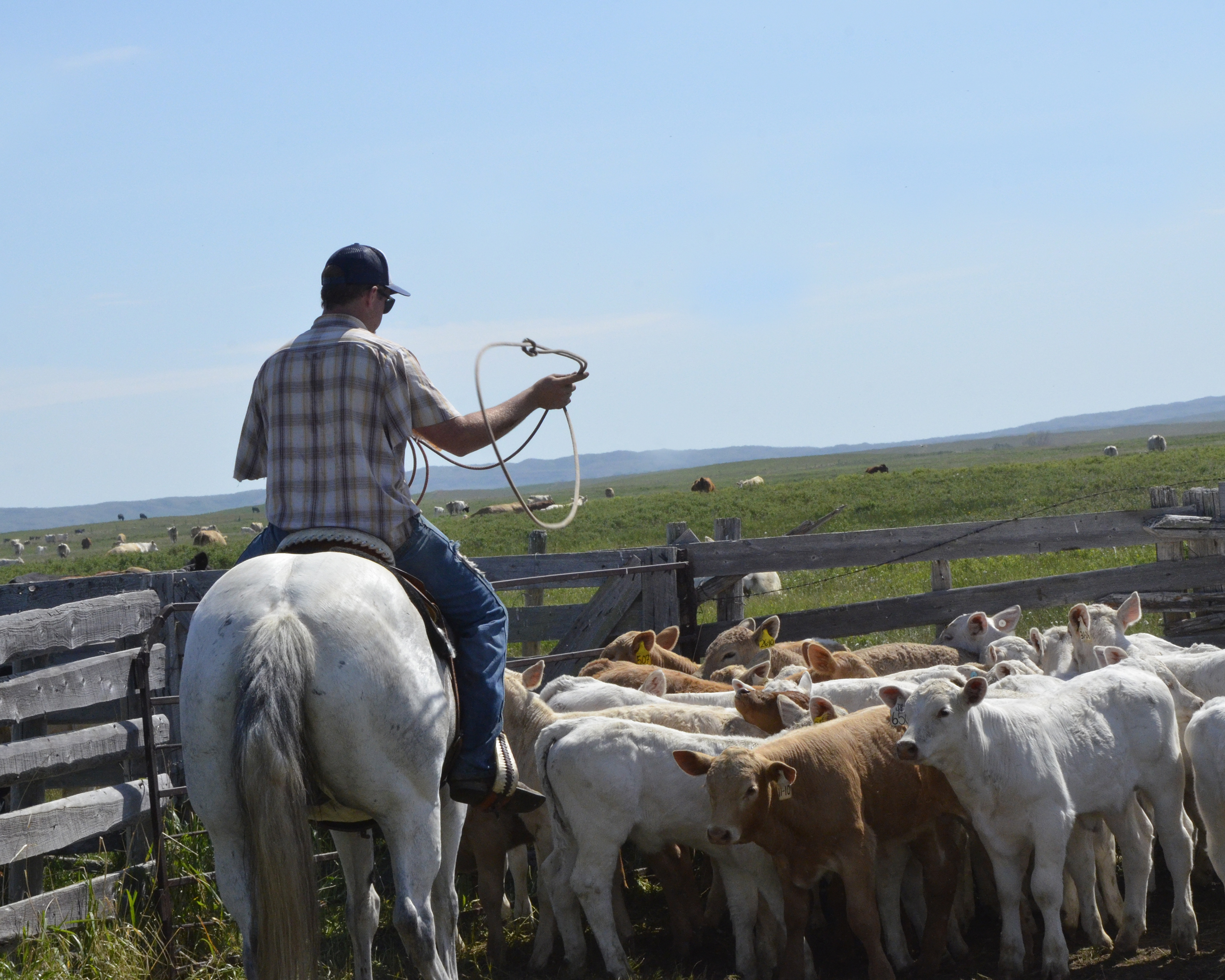 Person on white horse with lasso herding a group of calves inside a wooden fence on a sunny day.