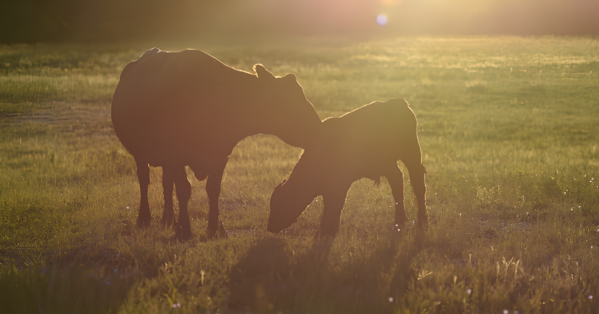 Silhouettes of two cows grazing in a sunlit grassy field during golden hour.