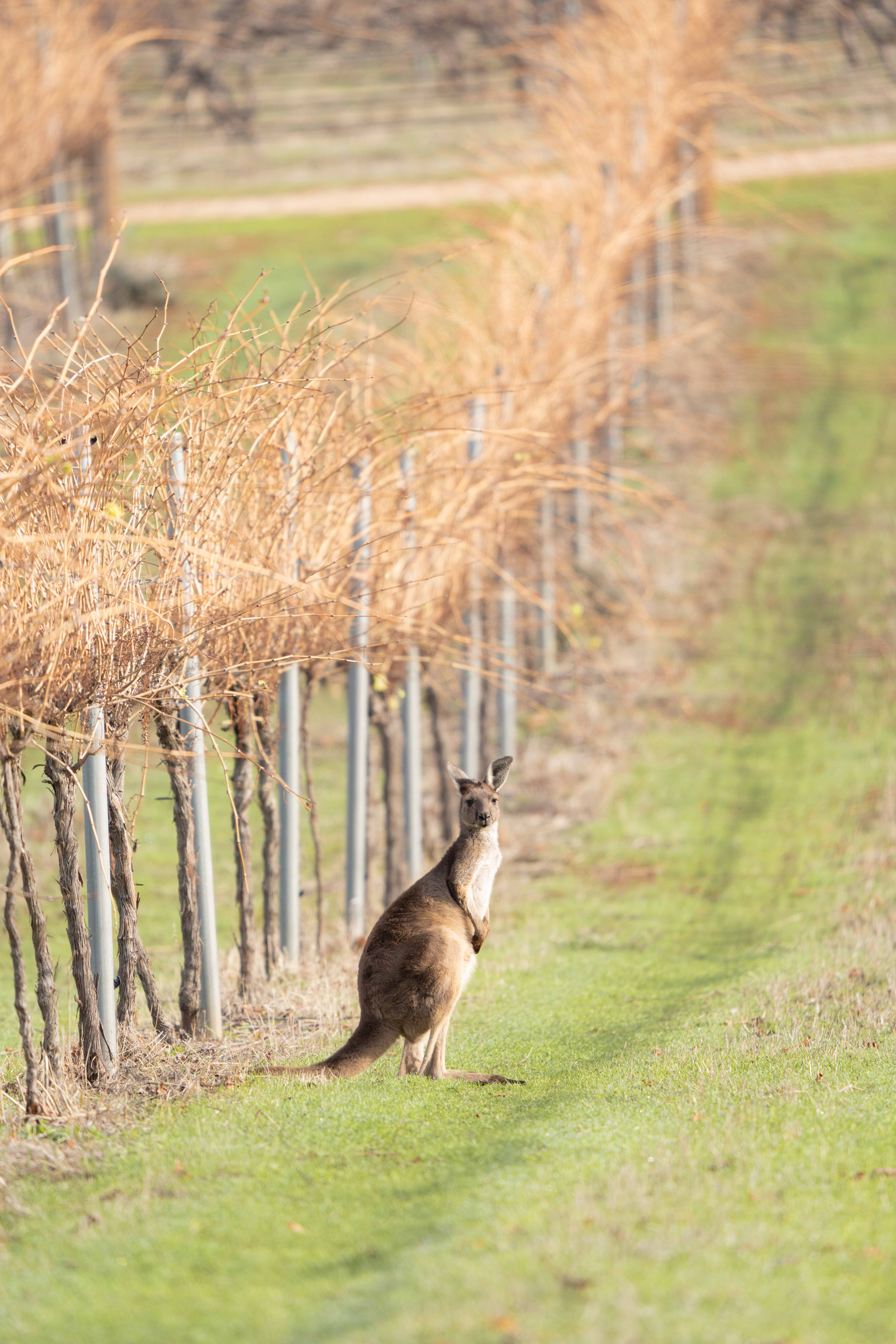 Barossa Valley kangaroo