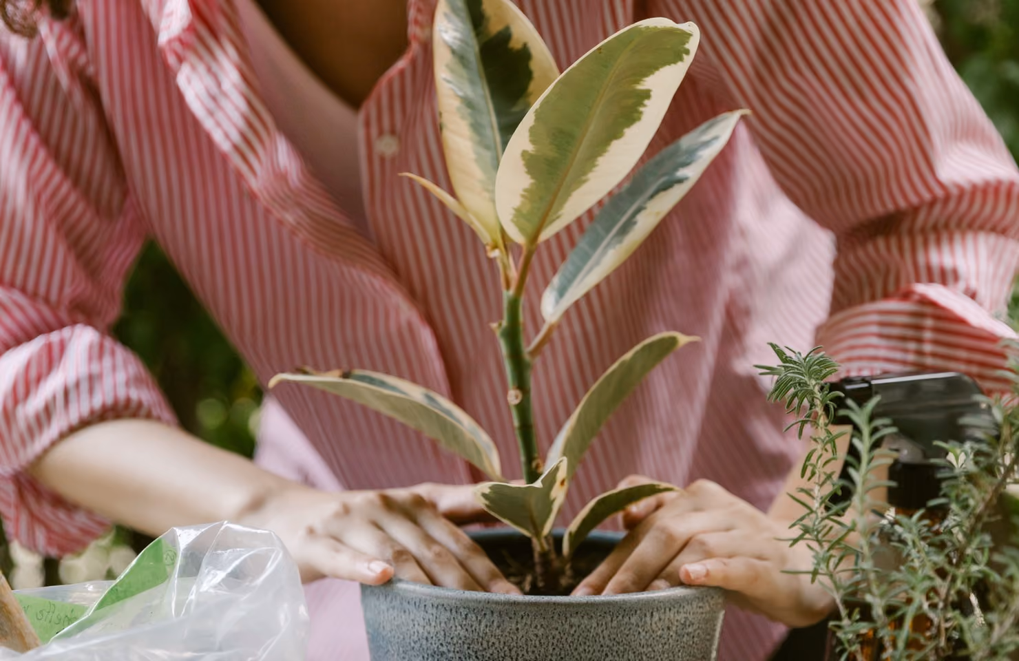 Horticulture and Conservation category header image