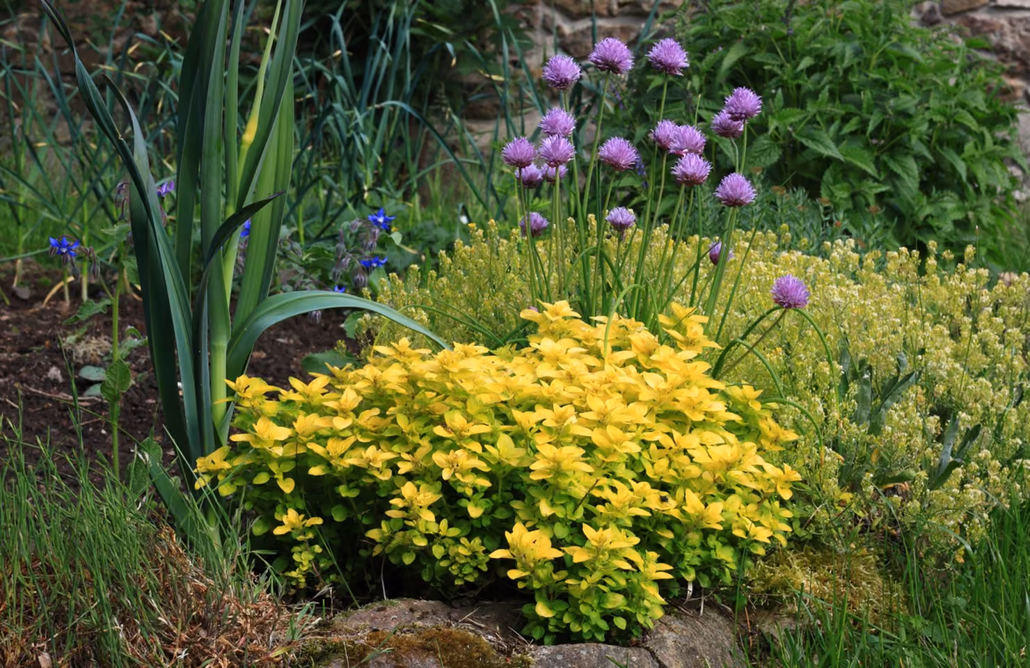 Certificate II in Permaculture (AHC21722) course header image