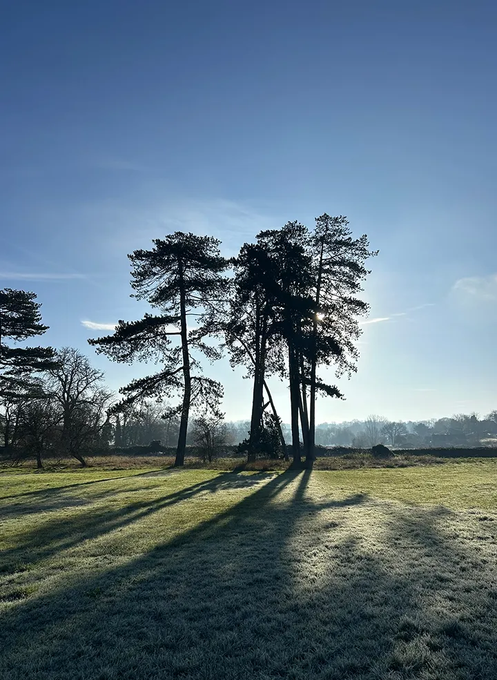 Group of tall trees casting long shadows on frosty grass under clear blue sky at sunrise.