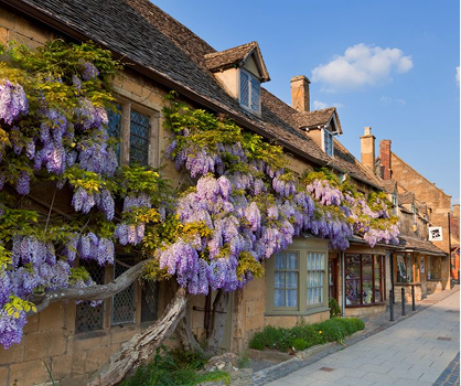 Wisteria in full bloom outside a house in Chipping Campden