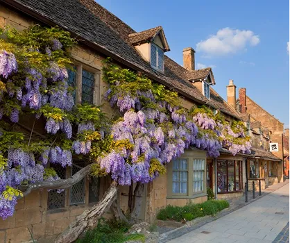 Wisteria in full bloom outside a house in Chipping Campden