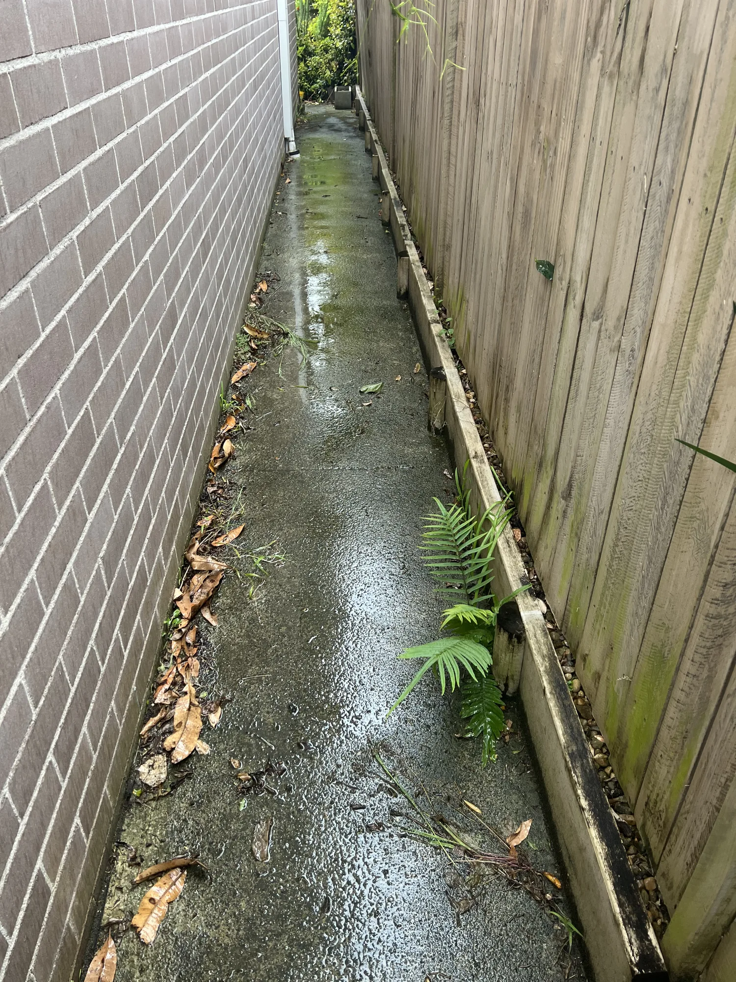 Narrow concrete side path with algae and leaf debris before pressure washing, Sydney