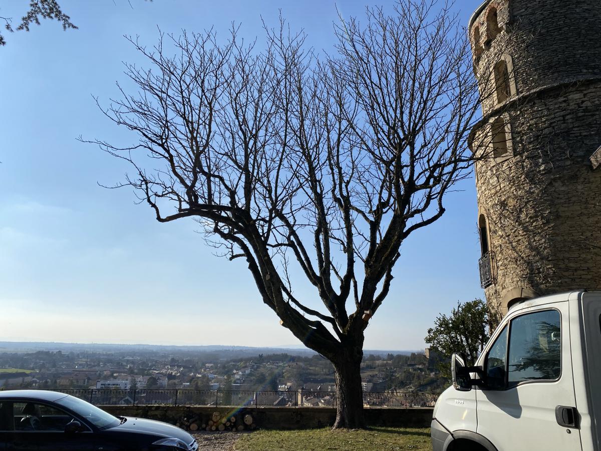 Étêtage d'arbre à la nacelle compacte