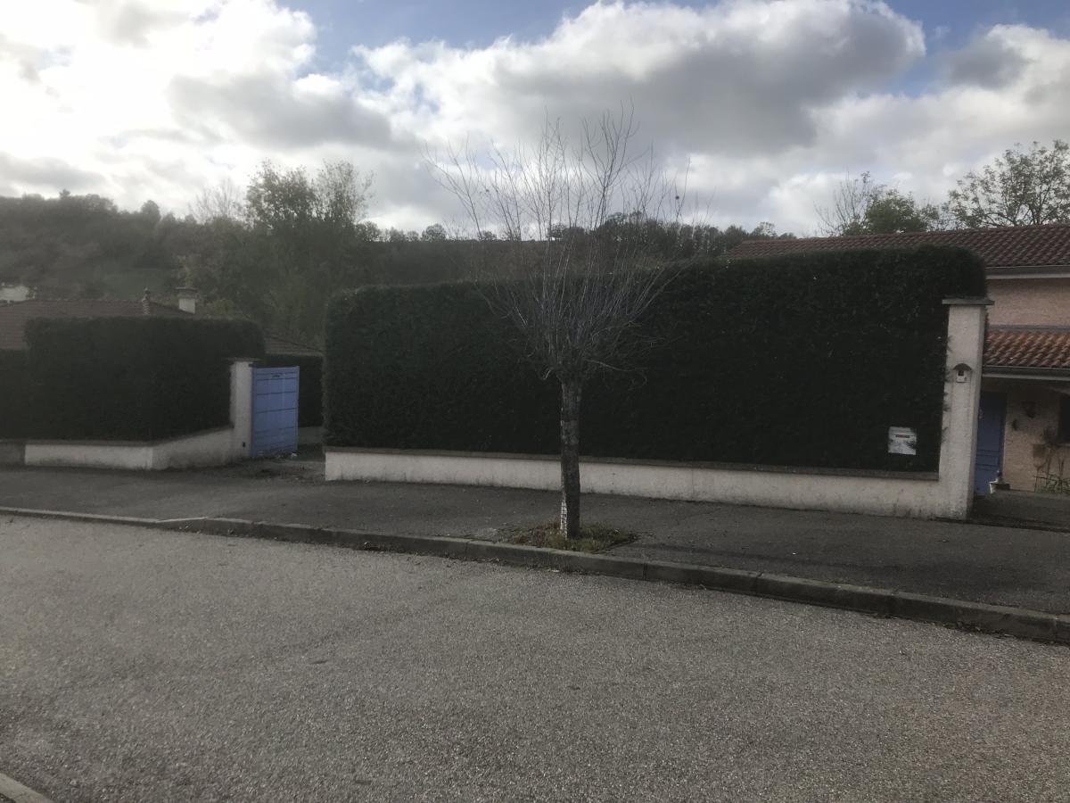Haie parfaitement taillée en bordure de rue
