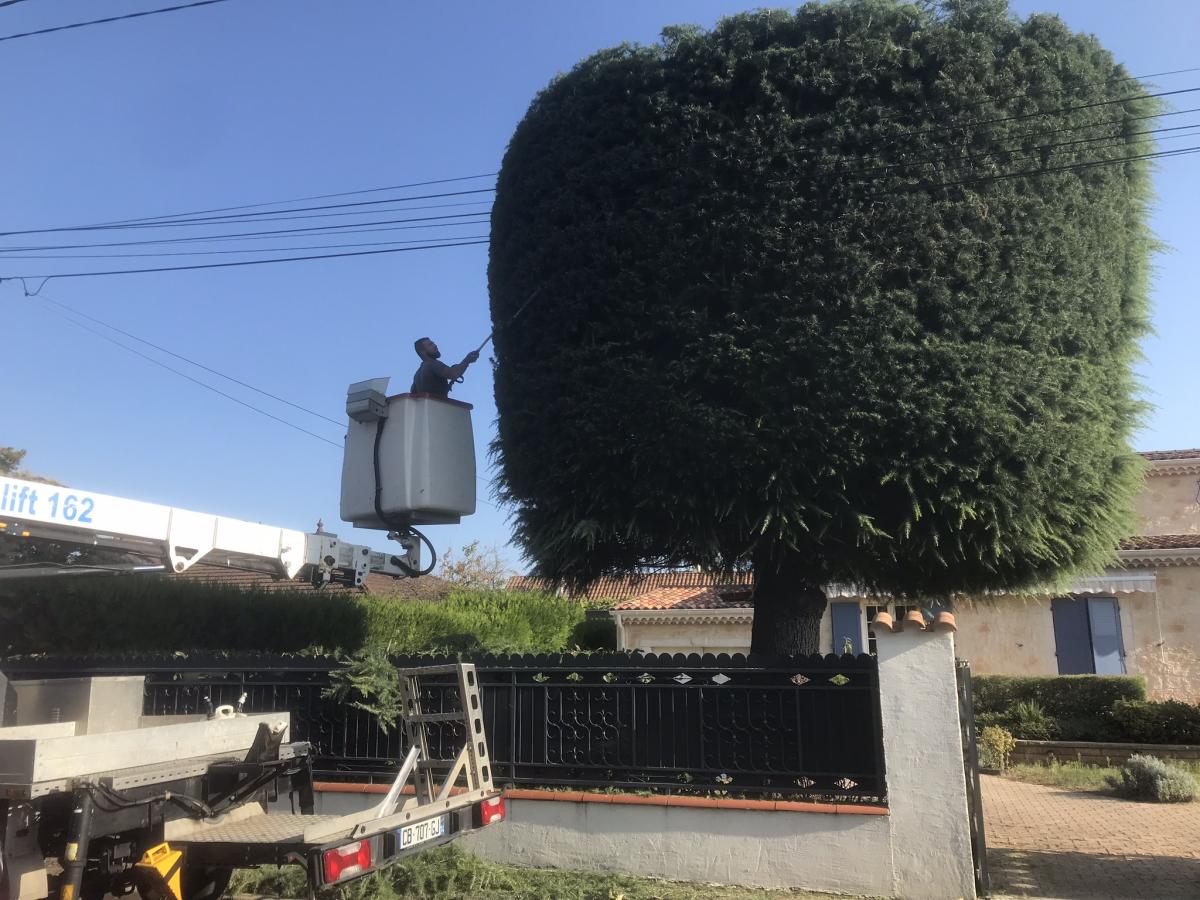 Abattage d'un arbre imposant