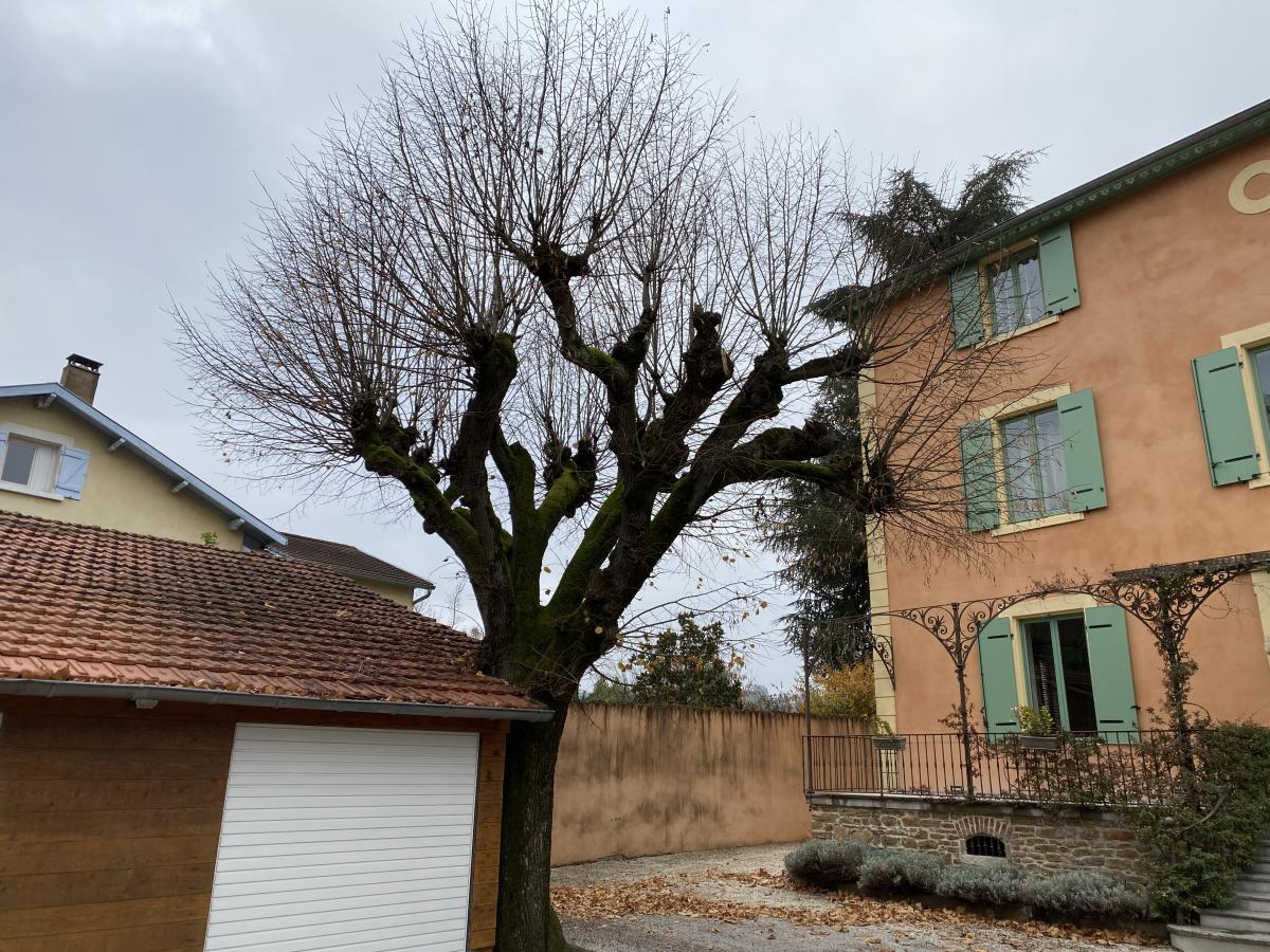 Arbre avant étêtage, Artisan Buche