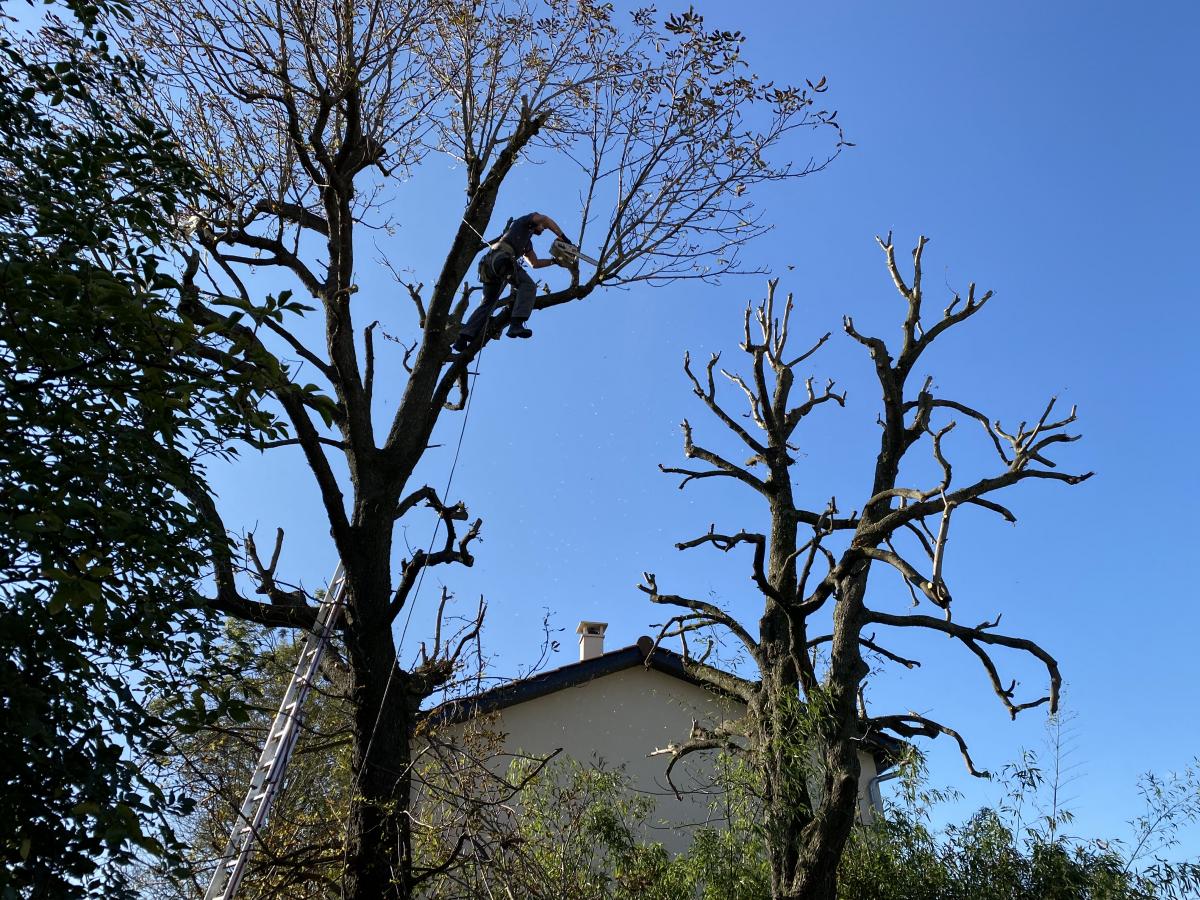 Réduction de couronne à la tronçonneuse