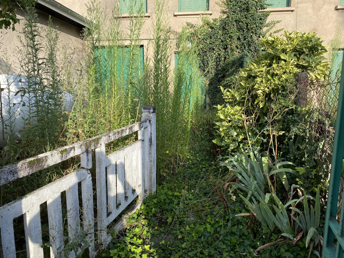 Jardin envahi par les herbes hautes, avant intervention