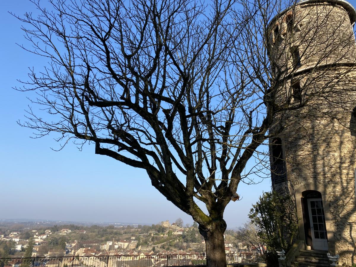 Étêtage d'un grand arbre