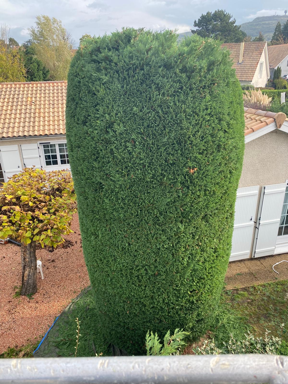Haie réduite après étêtage