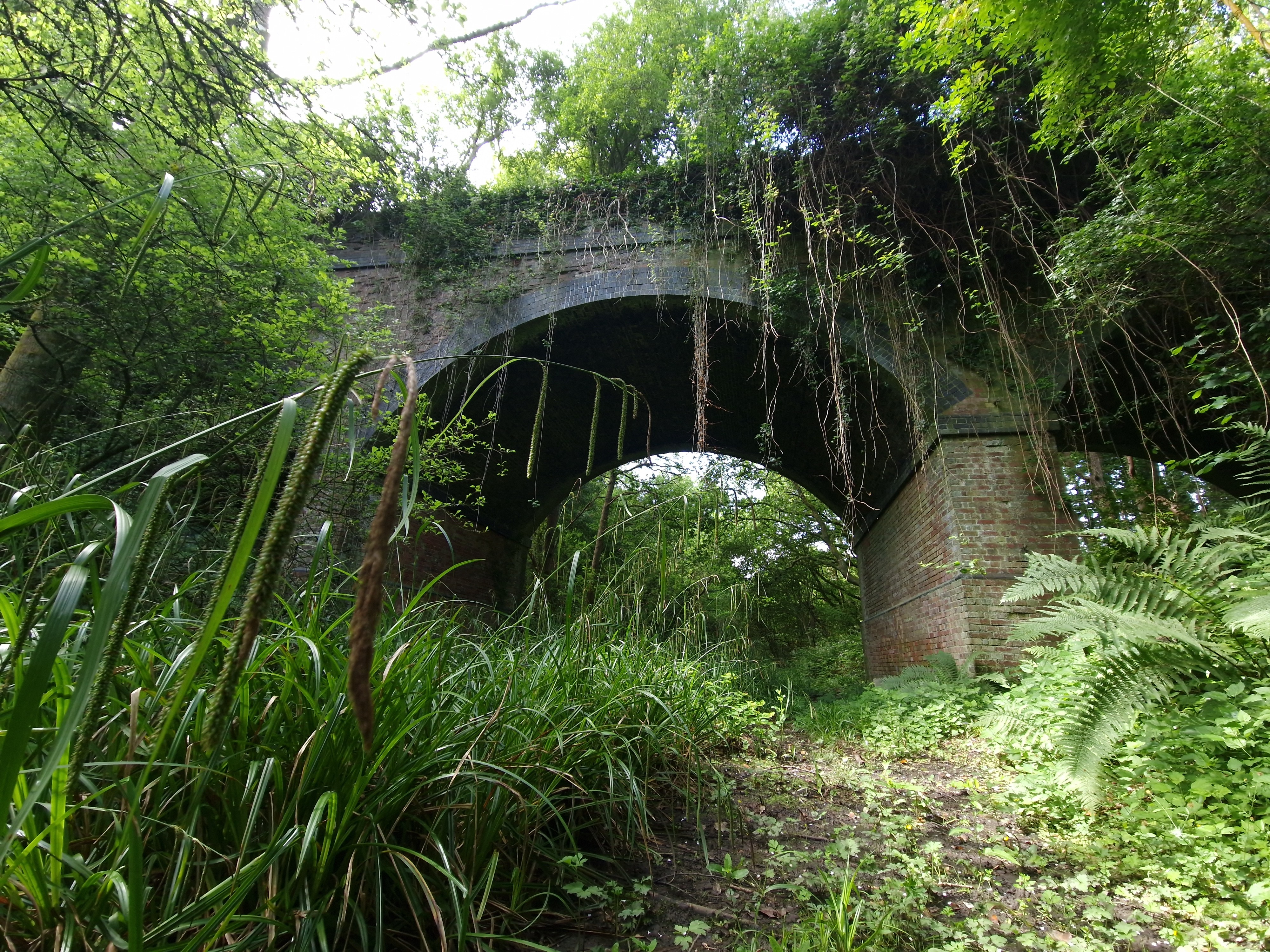 Old brick arch bridge overgrown with vines in dense green forest vegetation.