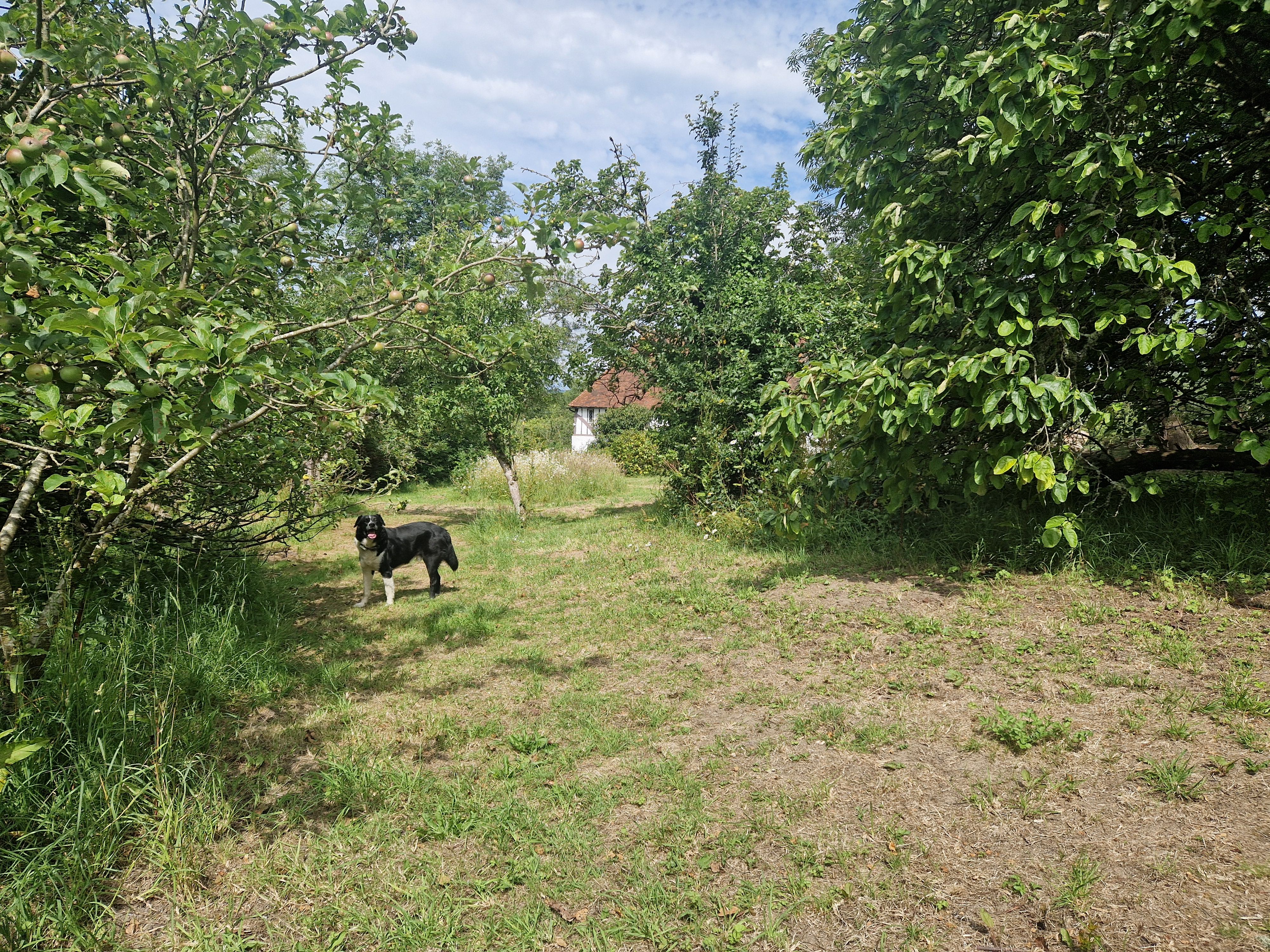 Black and white dog standing on grassy path among apple trees with a house roof visible in background.