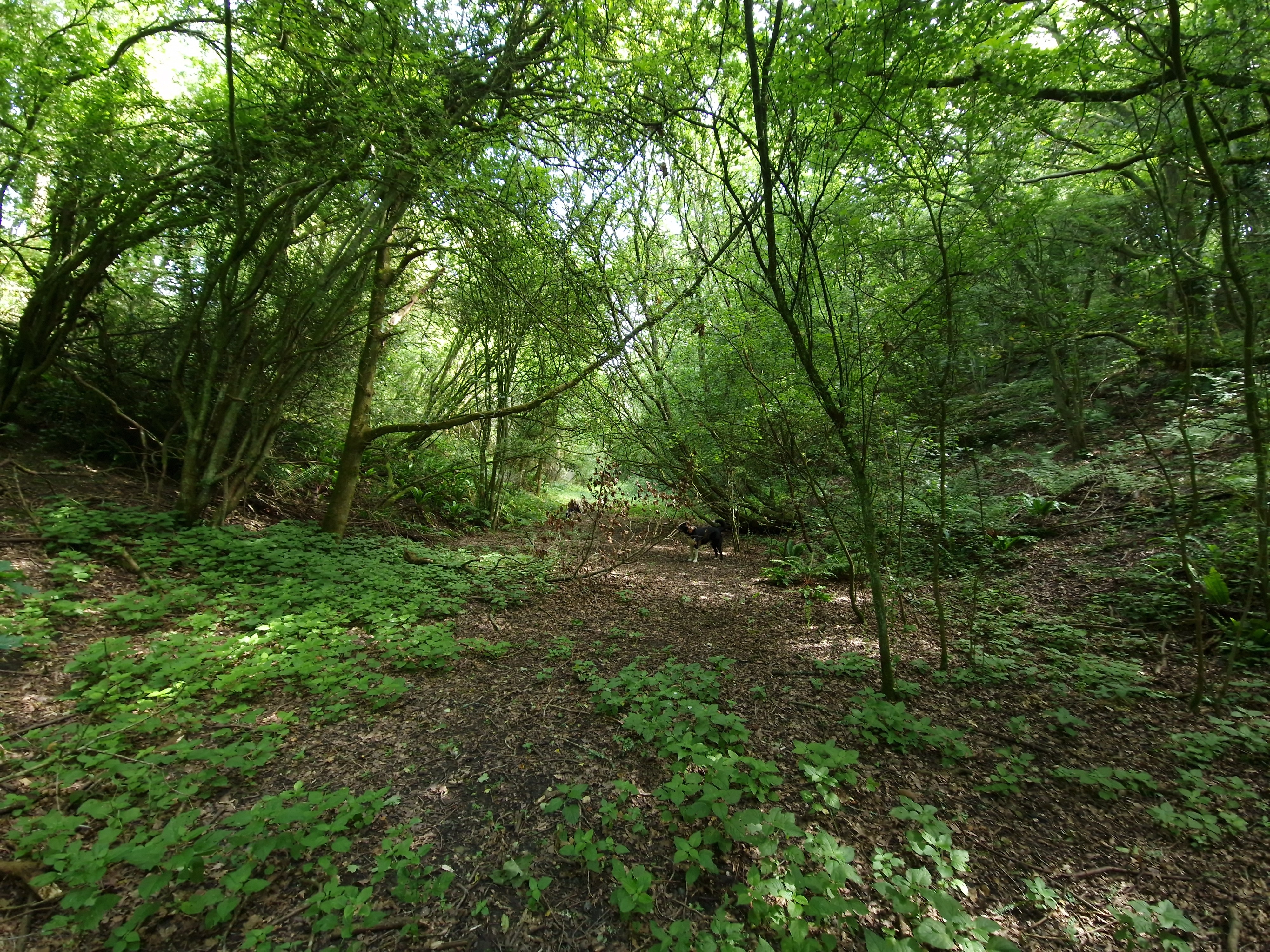 Green woodland path with dense trees and a black and brown dog standing in the middle.