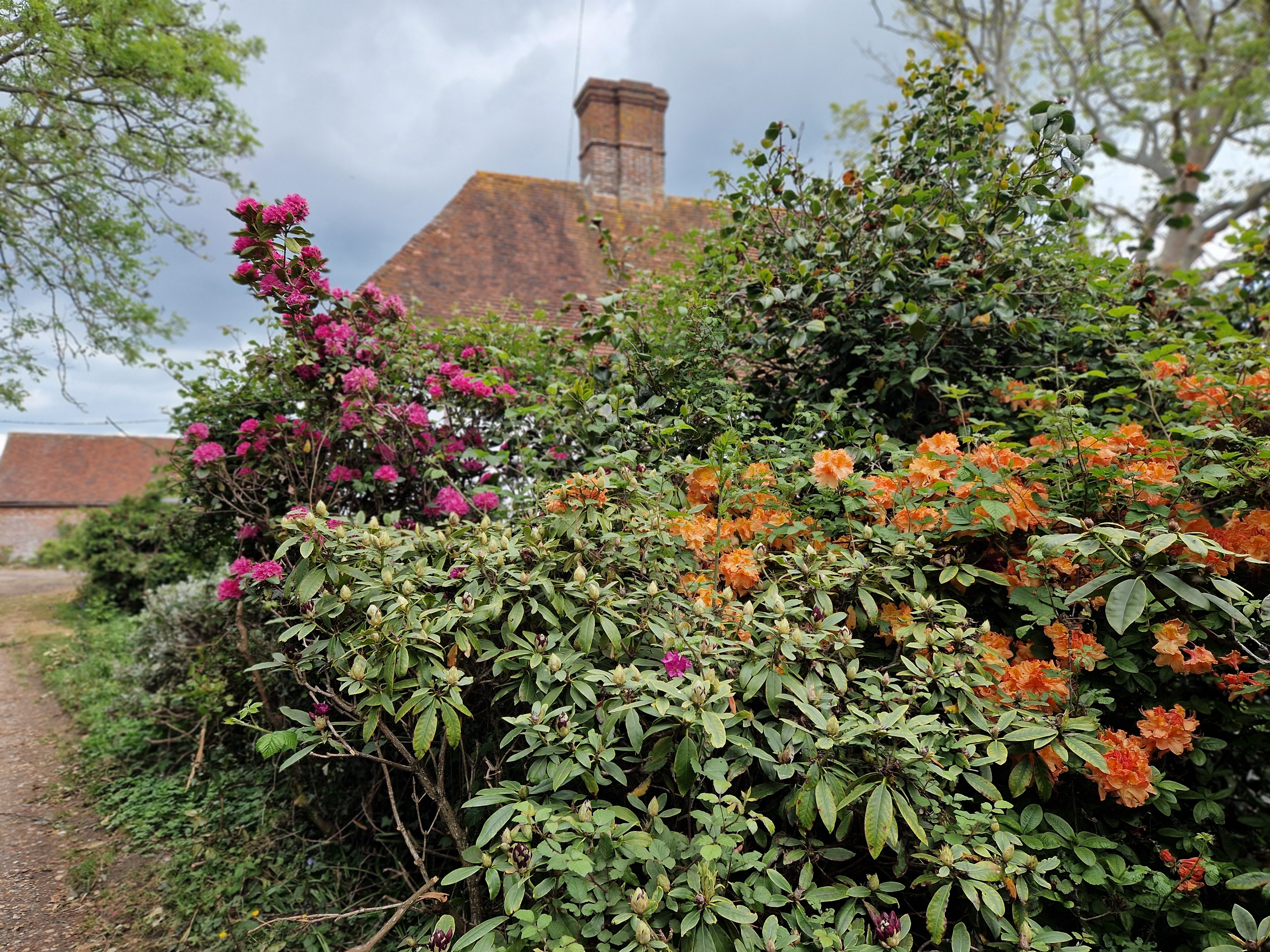 Bushes with pink and orange flowers in front of a house with a chimney and tiled roof.