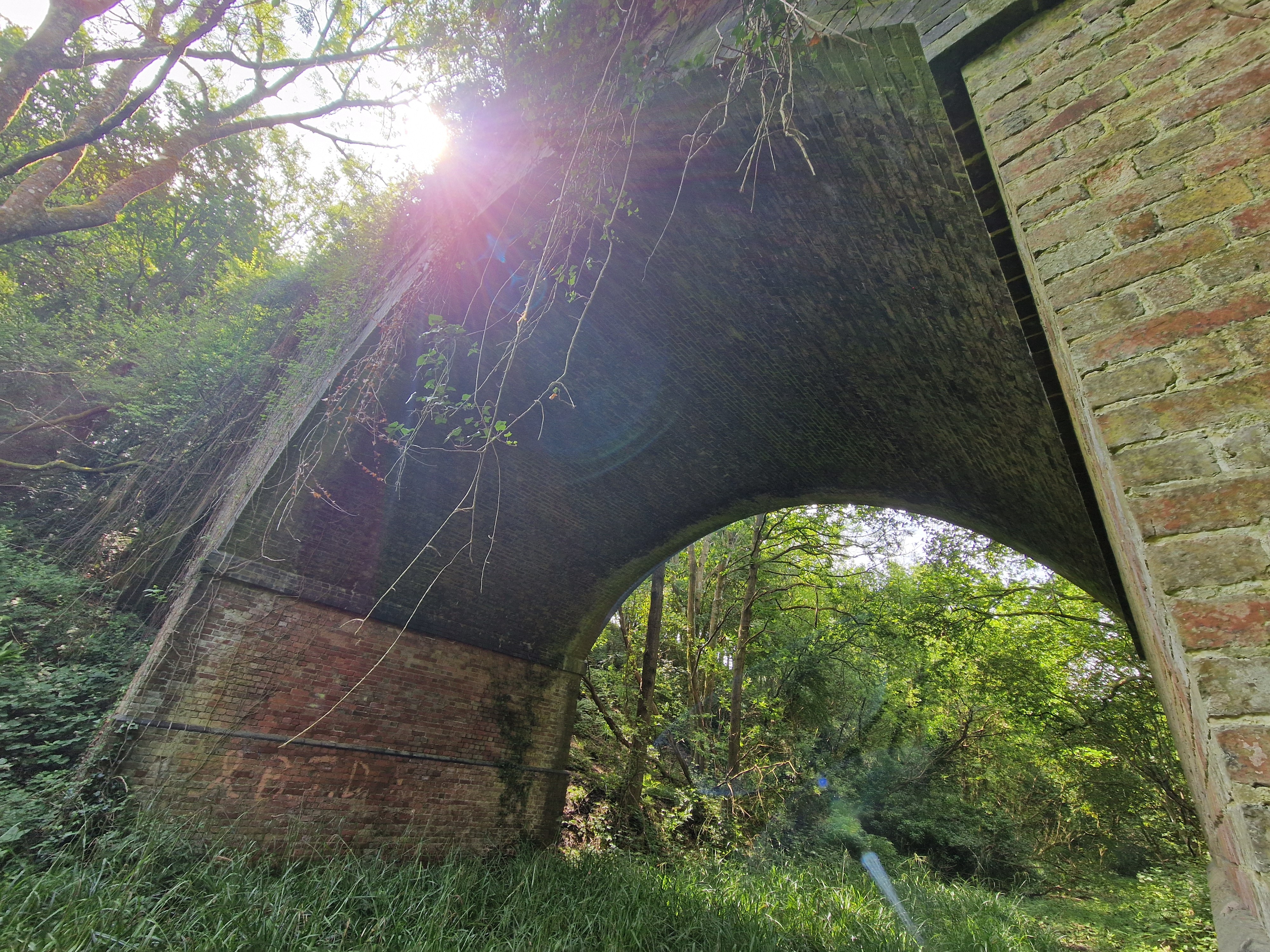 Sunlight shines through trees under a brick arched bridge covered with vines in a green forest.