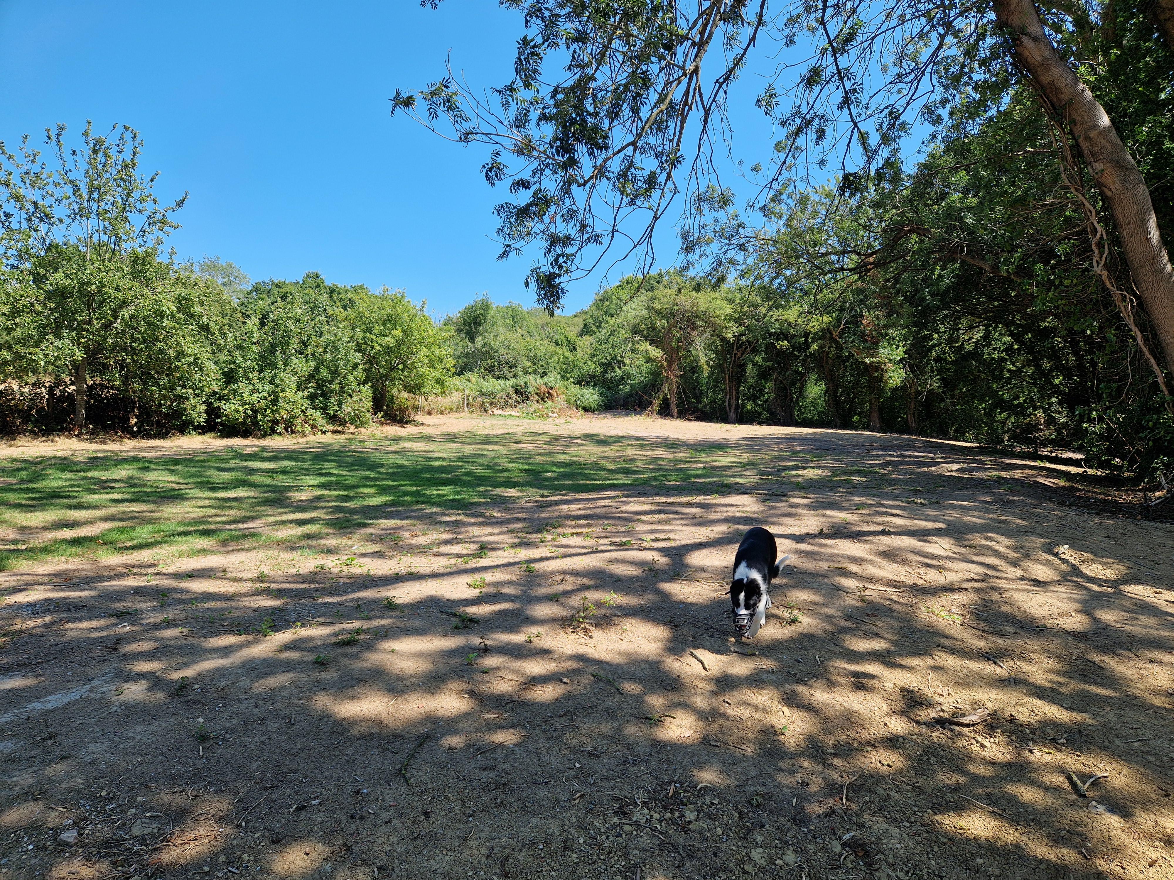 Black and white dog walking on a sunny dirt patch with green trees and clear blue sky.