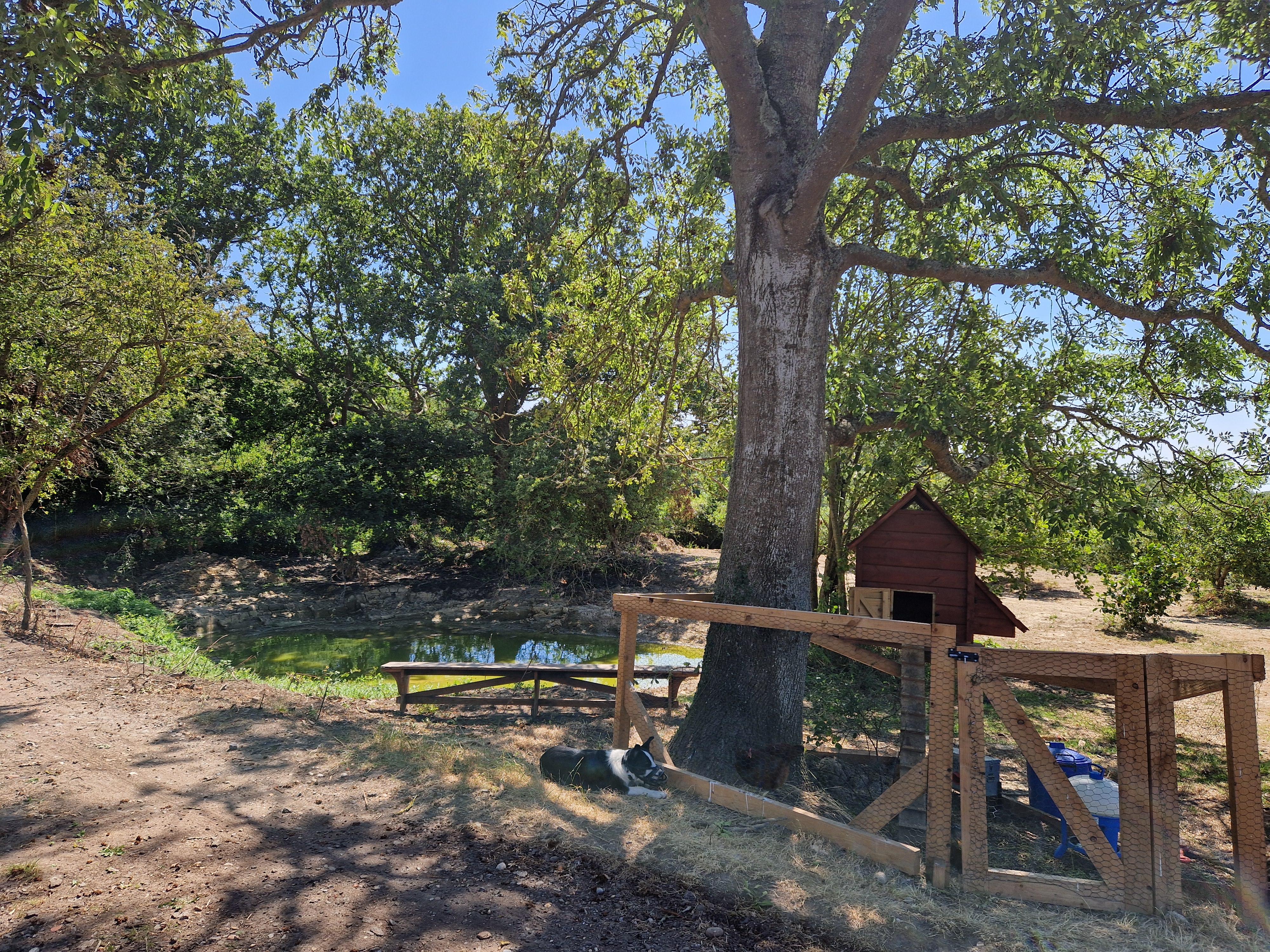Outdoor scene with a large tree, small pond, wooden fence, dog lying in shade, and a red chicken coop.