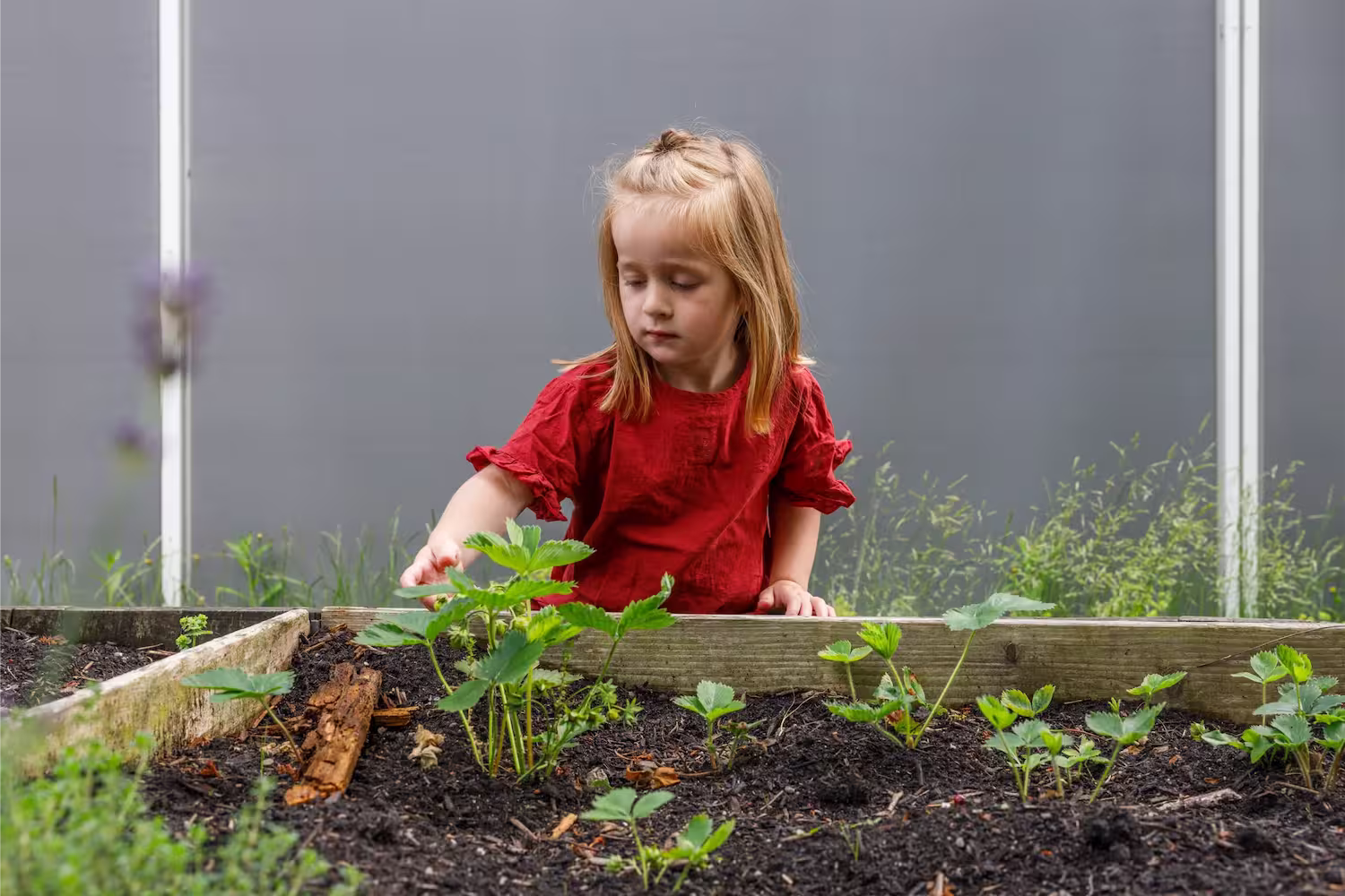 Jong meisje in rode jurk die jonge planten in een verhoogde tuinbak aanraakt.