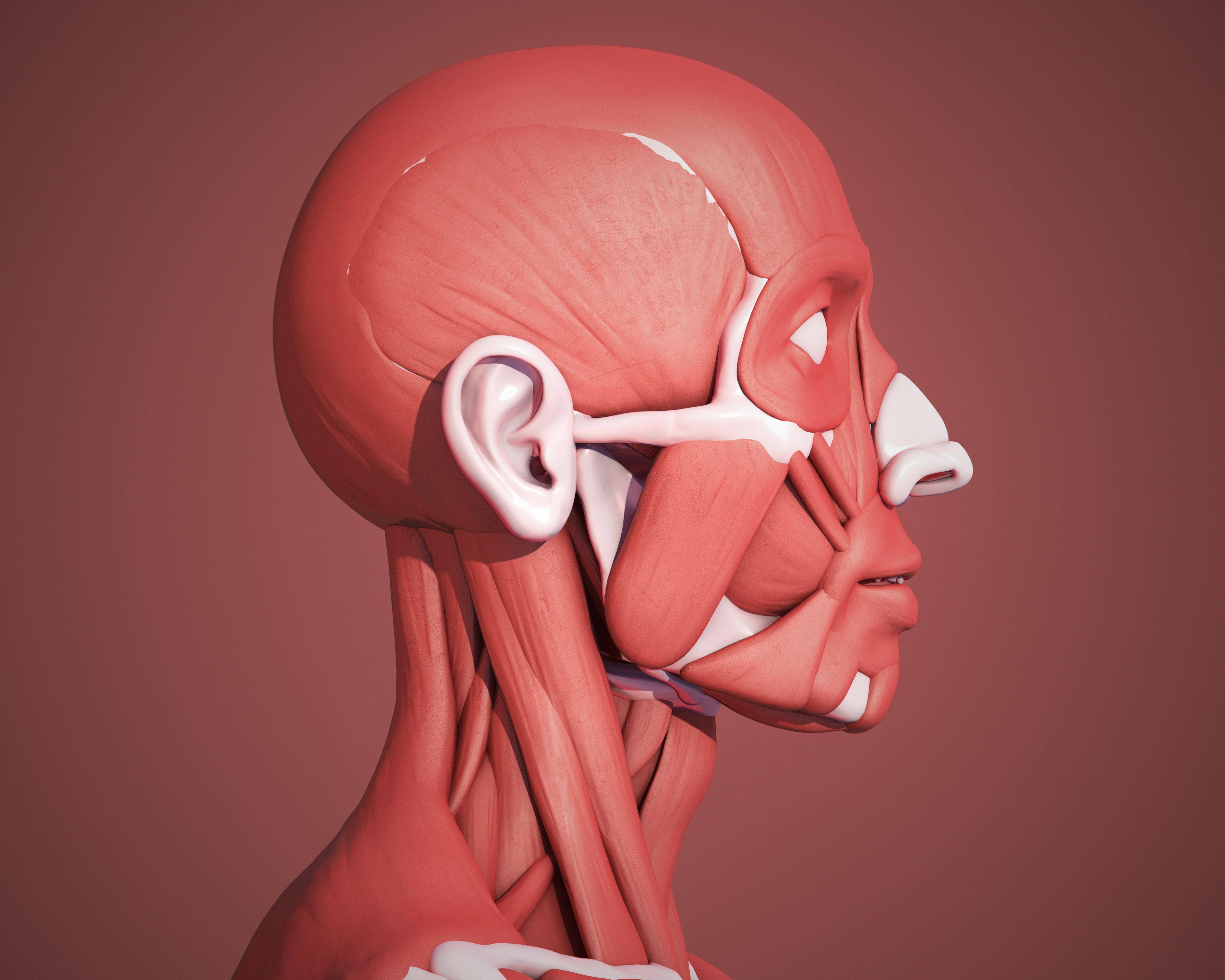 The key surgical landmarks every sinus surgeon needs to know