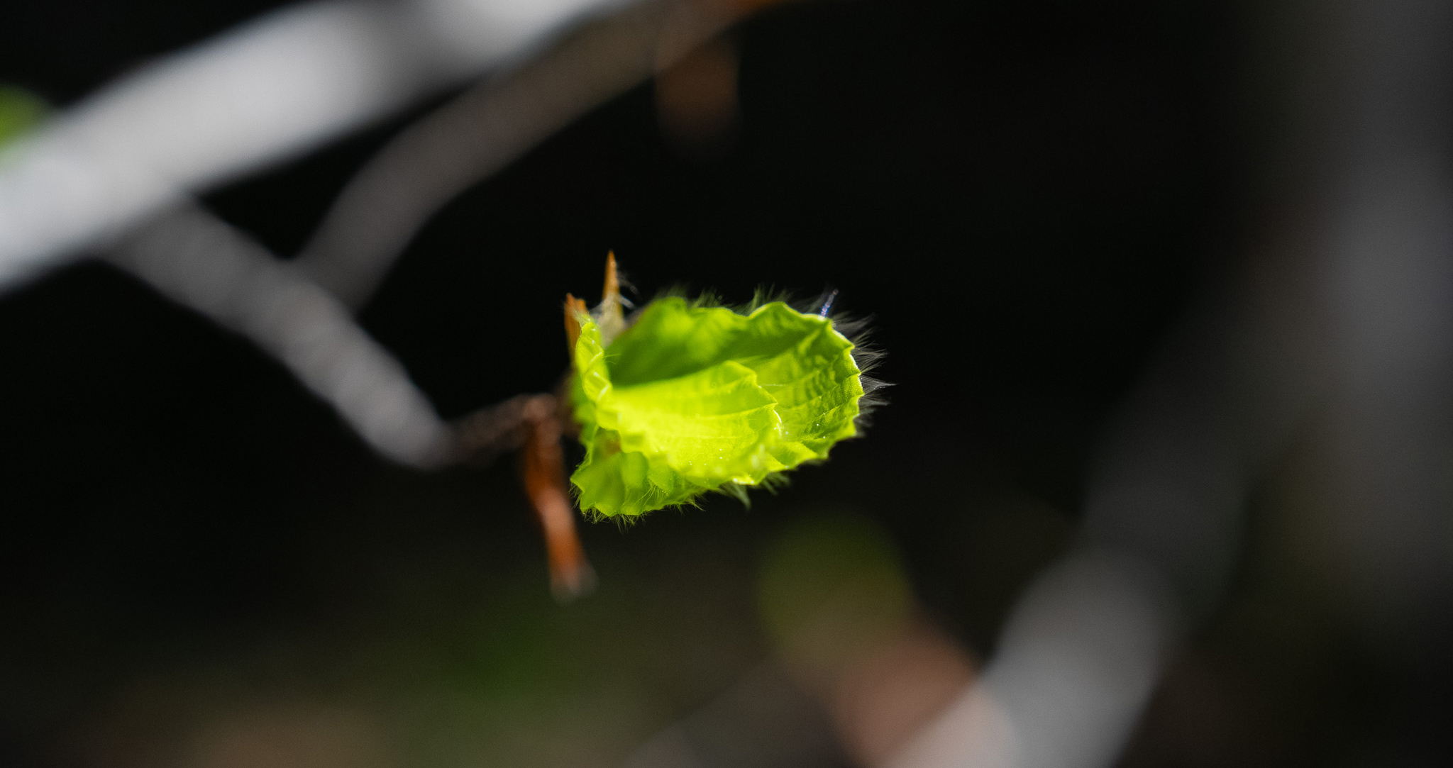 Ein Blatt, das sich in die Sonne entfaltet.